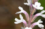 Carolina false vervain